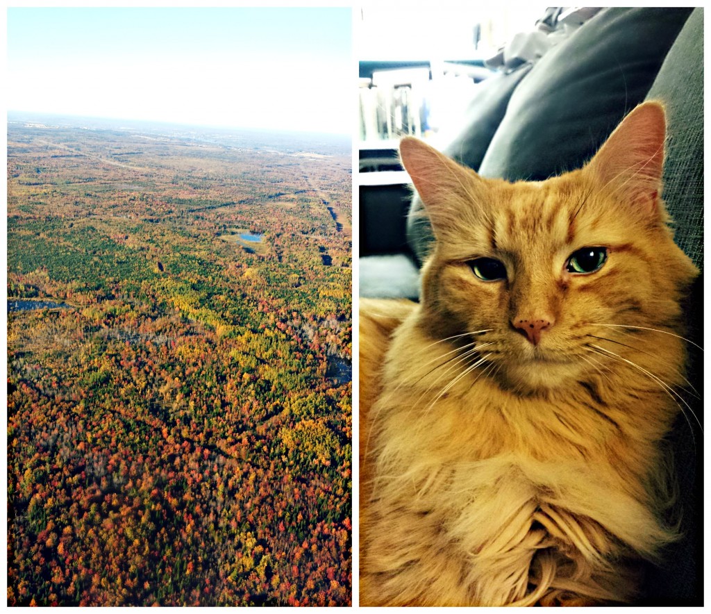 knittedbliss.com| of trees and cats