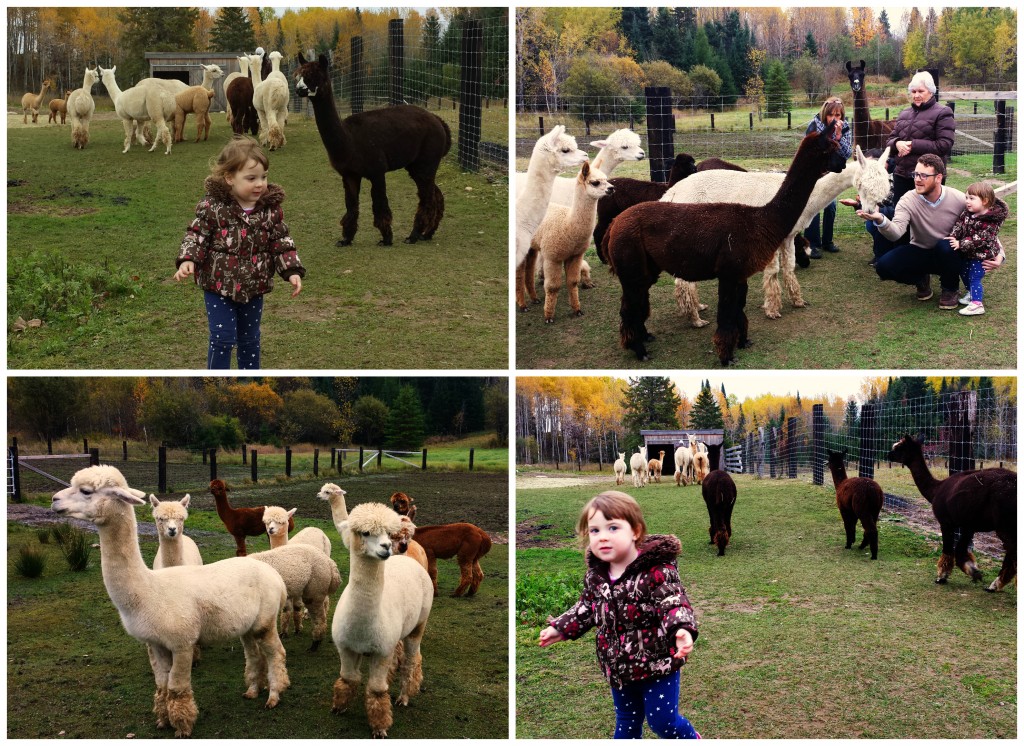 Wee Wednesday: Alpaca Farm | knittedbliss.com
