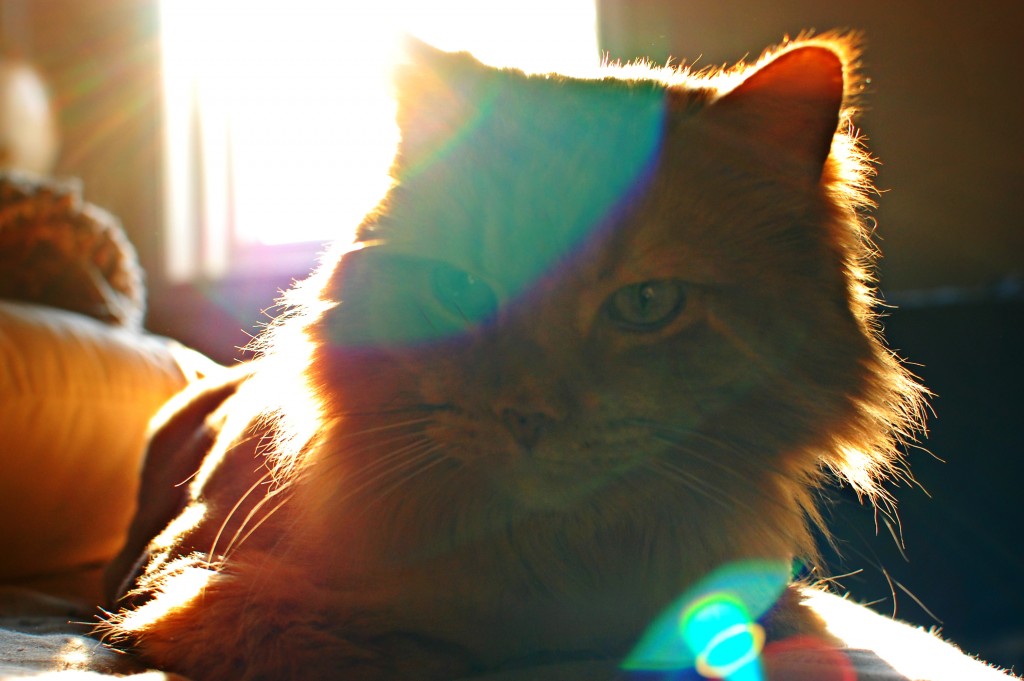 Gatsby| knittedbliss.com