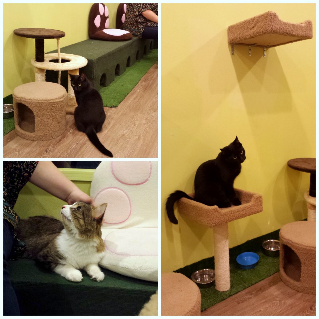 Cat Cafe| knittedbliss.com
