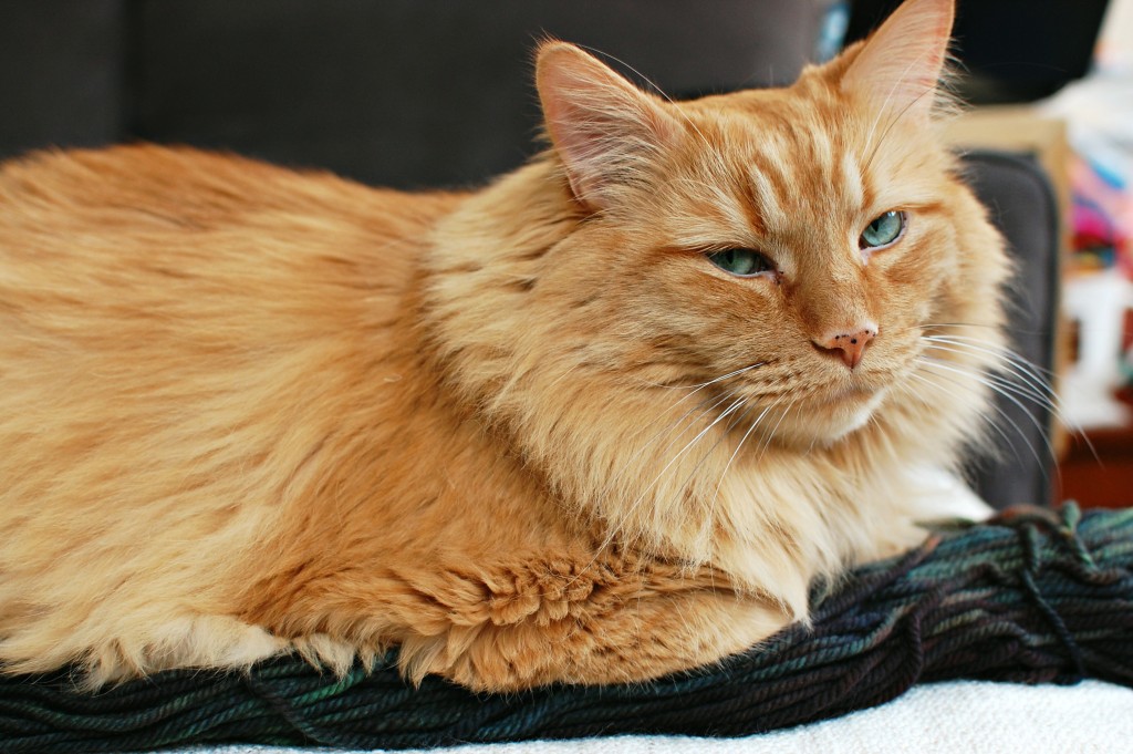 Gatsby Cat | knittedbliss.com