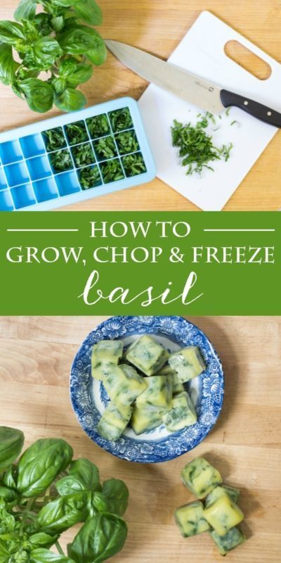 Pin Ups and Link Love: How to Chop and Freeze Basil | knittedbliss.com