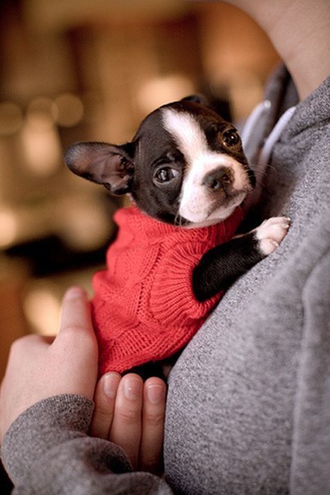 Pin Ups and Link Love: Puppy in Sweaters | knittedbliss.com